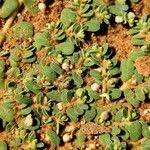 Image result for Euphorbia granulata