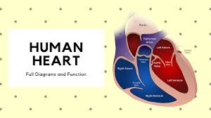 File edit view arrange extras help. Human Heart Diagram Labeled Science Trends