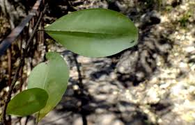 Image result for Erythroxylaceae
