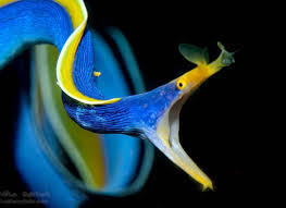 Pin On Colorful Creatures In new leaf it appears only in the sea surrounding tortimer island, while in new horizons it appears anywhere in the sea. pin on colorful creatures