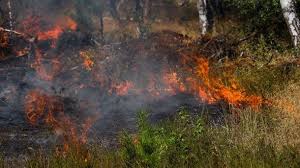 Hier erfährst du mehr über die vorteile, kosten und leistungen der haftpflicht. Verbraucher Private Haftpflichtversicherung Zahlt Fur Waldbrandschaden