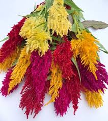 Image result for Celosia elegantissima