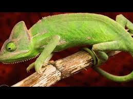 I'm a caterpillar أنا يرقانة isbn. Ø­Ø±Ø¨Ø§ÙŠØ© ÙÙŠ Ø§Ù„Ø¨ÙŠØª A Chameleon In The House Youtube