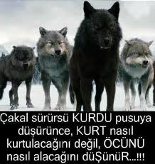 Pin By Kurt Oglu Kurt On Kapak Time In 2020 Turkish Art Aesthetic Japan Animals