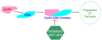 Check spelling or type a new query. Role Of Cyclins Cyclin Dependent Kinases Cdks And Inhibitors In Download Scientific Diagram