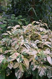 Persicaria Virginiana Painters Palette Knotweed Ornamental Plant For Shade Gardens Garden Plants Design Painters Palette Shade Plants