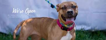 We have adoption events each weekend and some of these pets may be at those events on saturday and sunday. Acct Philly Linkedin