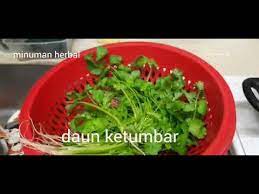 Selain untuk masakan, ternyata ketumbar memiliki banyak manfaat dan khasiat untuk kesehatan lho. Minuman Herbal Dari Daun Ketumbar Youtube