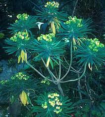 Image result for Euphorbia zambesiana
