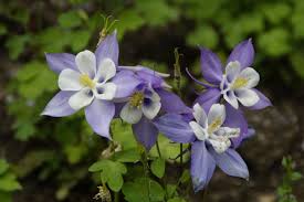 As a fellow pa native plant enthusiast and general pa biodiversity champion, i greatly appreciate your work. 5 Plants You Ll See Everywhere When You Move To Pittsburgh Pa Sparefoot Moving Guides