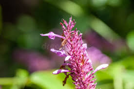 Image result for Odontonema callistachyum