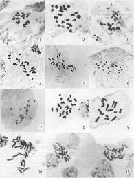 Image result for Pseudoeriosema borianii