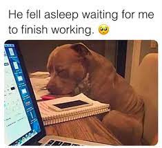 These Quarantine Dog Memes Will Make Your Day A Little Brighter It S Rosy