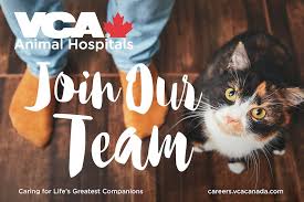 Vca bay area pet hospital. Kathryn Copeland Hospital Manager Vca Canada Linkedin