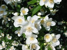 Jasmine Flower Meaning Jasmine Flower Jasmine Plant