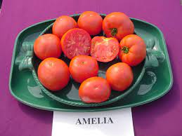 If tomato spotted wilt virus plagues your area, then amelia vr is the variety for you. Plant Answers