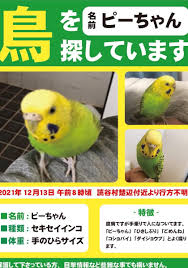セキセイ インコ 逃げ た