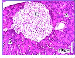 Recognize the differences between normal and pathological specimens of thyroid, adrenal gland, parathyroid, and pancreas. Figure 1 From The Protective Effects Of Swietenia Macrophylla King Seeds Endocarps Aqueous Methanolic Extract On Pancreatic Islets Histology In Streptozotocin Induced Diabetic Rats Semantic Scholar