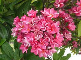 Plumeria Plumeria Flowers Plants