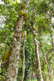 Bodhi tree located in bodh gaya, bihar, india, under which siddhartha gautama, the spiritual teacher later known as buddha, is said to have attained enlightenment. Jack Fruits On A Tree In A Tropical Fruit Garden In India Stock Photo Picture And Royalty Free Image Image 103257007