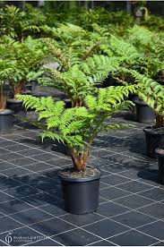 Image result for Cyphia brachyandra