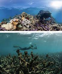 We did not find results for: Literally Cooked In Hot Water What Happened In The Latest Mass Coral Bleaching On The Great Barrier Reef Bulletin Of The Atomic Scientists