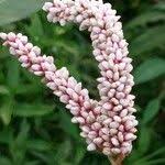 Image result for Persicaria senegalensis