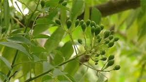Murraya koenigii is native to tropical asia spreading from the indian subcontinent to sri lanka and extending to myanmar, indonesia, china, and hainan. Weed Alert Curry Plant Fact Sheets Gardening Australia Gardening Australia