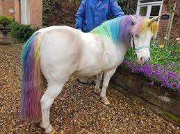 For pony rides, we require a level 30' x 30' space, set on grass, blacktop, gravel, concrete or any other hard interior surface. Rent Unicorn Ponies For Birthday Parties Simplemost