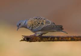 Tourterelle Des Bois Streptopelia Turtur Oiseaux Migrateurs Oiseaux Tourterelle