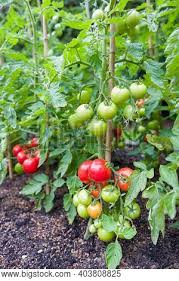 Tomatoes are an easy, satisfying crop image: Tomatoes Growing Image Photo Free Trial Bigstock