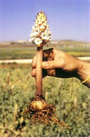 Image result for Orobanche