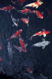 Fish Aquarium Aquarium Fish Color Analysis Aquarium
