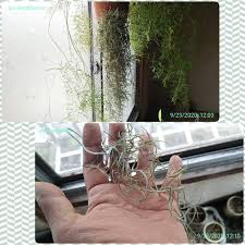 ウスネオイデス Greensnap グリーンスナップ