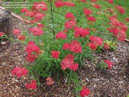 Plantfiles Pictures Achillea Species Salt Yarrow Achillea Victorian Gardens Plants Flower Garden