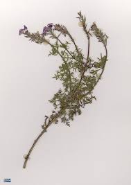 Image result for Verbena aristigera