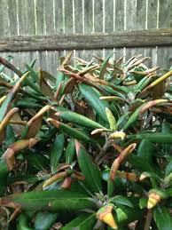 What To Do About Winter Damaged Rhododendrons Rhododendron Care Rhododendron Pruning Rhododendrons