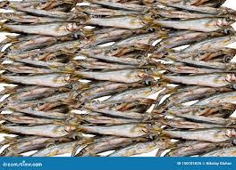 Много рыбы мойвы, абстрактная картина Стоковое Фото - изображение  насчитывающей деталь, мертво: 150101826