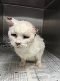 Injured Male Cat Found in Fresno, California