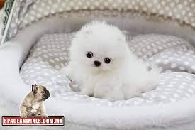Que Te Dan Ganas De Hacer Con Este Cachorrito Animales Bonitos Venta De Cachorros Gatos Tiernos