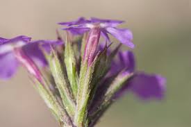 Image result for Verbena aristigera