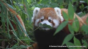 From aardvark to zorse we are building the most comprehensive body of animal names on the web! Red Panda Sikkim S State Animal Be On The Road Live Your Travel Dream