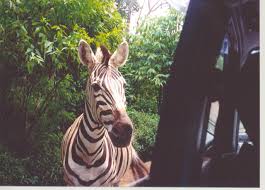 حديقة سفاري بونشاك اندونيسيا سرب للسياحة والسفر