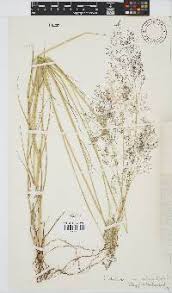 Image result for Tricholaena