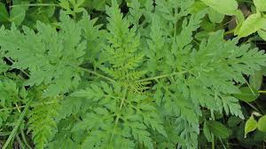 Some other common ragweed species include. Common Ragweed Nc State Extension Publications