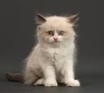 7 Facts About Ragdoll Cats | Mental Floss