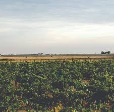 Wine Not Study in the Hill Country?