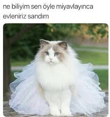 F3rh4t Komik Hayvan Sevimli Kediler Hayvanlar