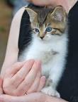 Manx Kittens for Sale - Adoptapet