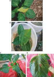 Image result for tomato seedling xanthomonas vesicatoria